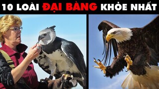 Top 10 Loài ĐẠI BÀNG Khỏe Nhất Thế Giới - HKP