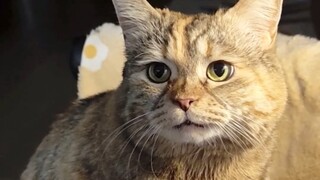 打扰了，请问我的小猫饭还要多久？