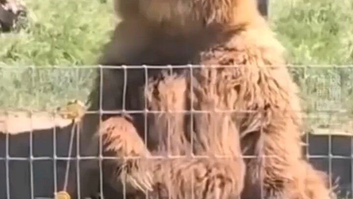 Accurately catching the bear-shaped bread