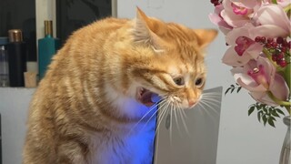 Mama-chan, máy tính của bạn bị màn hình xanh rồi