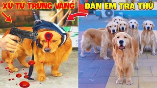 Thú Cưng Vlog | Trứng Bạc Và Trứng Vàng #15 | Chó gâu đần thông minh vui nhộn | Funny pets smart dog