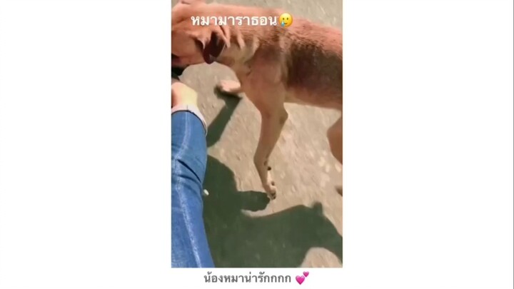 น้องหมามาราธอน