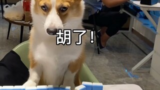 这次打麻将咱可先说好了，谁再耍赖谁是小狗！