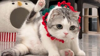 Luật của mèo là luật!!