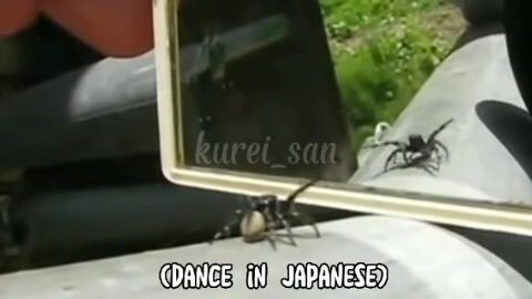 cute spider<3