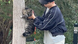 Juanbao hôi hám là con mèo duy nhất trên thế giới không thể trèo cây!