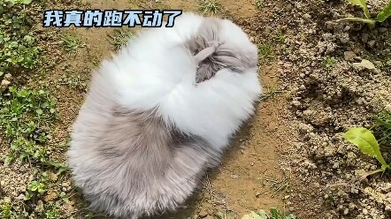 Thỏ Thỏ này, tôi chạy không nổi nữa rồi~