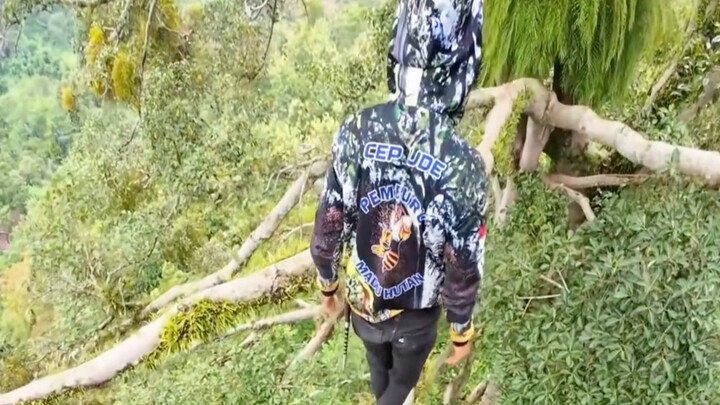 Đánh đổi mạng sống để lấy mật! Cuộc sống thường ngày của những người thu hoạch mật ong trên đỉnh cây