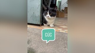 Hêu chớ mè gì ? mèo cat