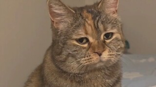 Saya berbaik hati pada kucing, bolehkah saya makan satu porsi lagi?