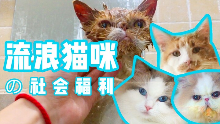 Taking the cat to check out the shop, trying out the free grooming service for stray cats—this time,