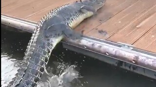 凶到怂