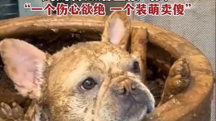 The dog accidentally fell into a jar of soybean paste while playing, and its mom burst into tears up
