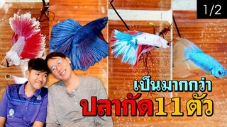 Betta - เลี้ยงปลากัด11ตัว l คุณพ่อคราฟ [1/2]