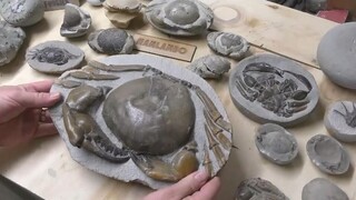 عندما قمت بمعالجة حفرية سرطان البحر العملاقة هذه، شعرت بشعور رائع للغاية مع ظهور مظهر السرطان الحقيق