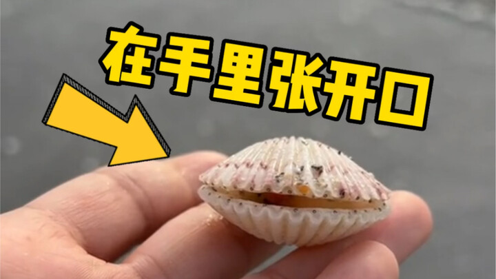 Apa jadinya jika kerang dibuka saat dipegang di tangan? Apakah benar kerang bisa muncul bersamaan da