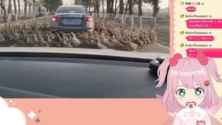 Peri Jepang menonton "Animal Confusion Awards 139"