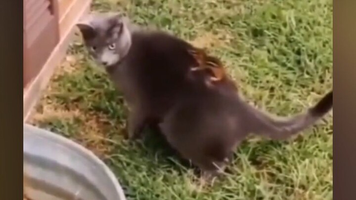 Cat: Hey, buddy, did you see that little squirrel just now?