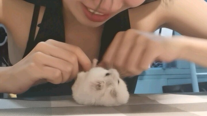 【Hamster】Forced Love