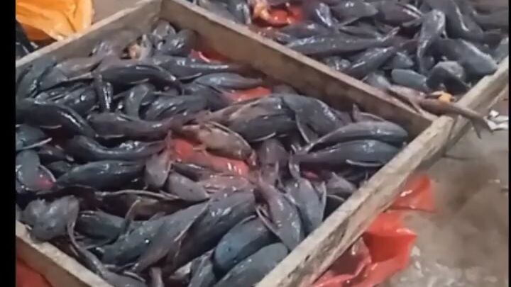 Buying LIVE Karachama Fish for Chilcano Soup - Pucallpa Market Peru