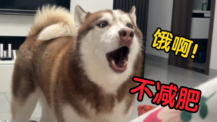 ฮัสกี้: ให้อาหารแค่วันละมื้อเหรอ? ถ้าอยากให้ฉันตายหิว ก็ทำไปเลย!