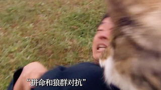 恶狼闯下山吃人，不料结局让人意外！