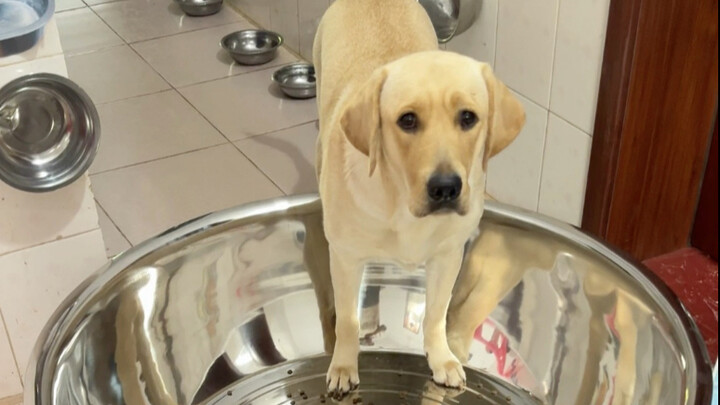 หมา: ชามข้าวใหญ่ขนาดนี้ มันสมเหตุสมผลไหม?