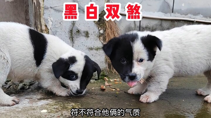 Inilah Duo Kegelapan Hitam dan Putih