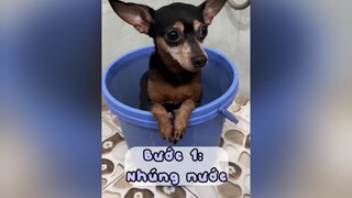 Các bước giặt chó fyp trending xuhuong thucung thúcưng chó_cưng chó xuhuongtiktok pet dog xuhuongtiktok