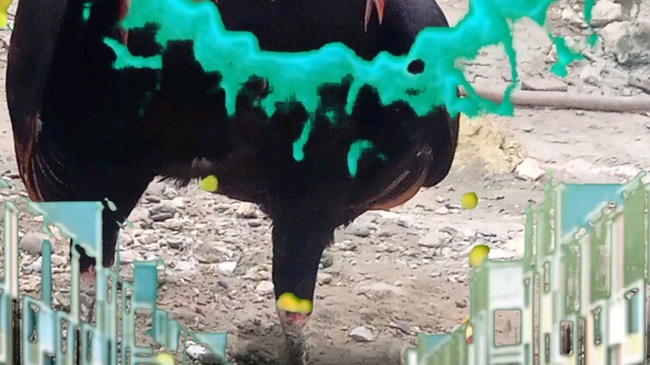 favorito,, my fundasyon,, greenleg,,