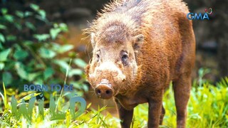 Baboy ramo ng Bayawan Nature Reserve sa Negros Oriental, friendly raw?! | Born to be Wild