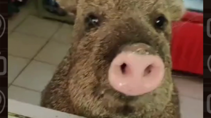 Đôi mắt trong sáng của heo con! Cái mũi màu hồng!