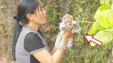 Grandma Walking Around The House To See The Cashew Tree, Little Prince Maya Want To Eat Cashew Fruit