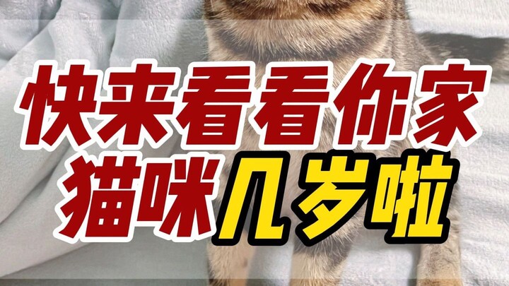 猫咪1岁等于人类7岁，你还这样认为吗？