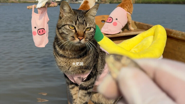 Kucing penangkap ikan milik penduduk asli pesisir