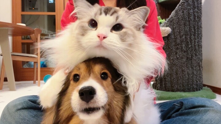 زهرة جرو صغيرة، لكن هناك نسخة من الزهرة بأشكال بسكويت القطط!