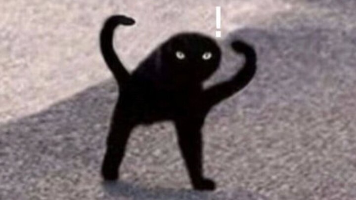 【warma】Teach you how to synthesize a cat