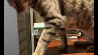 What happens if your cat bites you and instead of hitting it, you hit yourself?