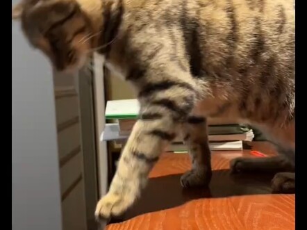 当你的猫咬你，你不打它，你打自己会发生什么？