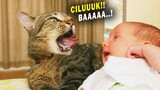 LUCU & MENGGEMASKAN! Begini Jadinya Jika Kucing Disuruh Jagain Anak Kecil - Kucing Lucu Bikin Ngakak