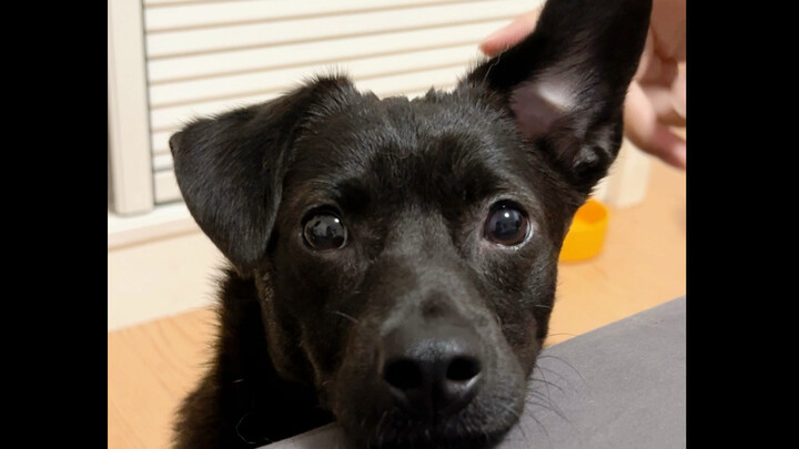 Our little dog has the world’s exclusive secret technique—“Sichuan Opera Ear Transformation.”