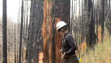 Nữ thợ đốn gỗ phóng khoáng trên dãy Rocky