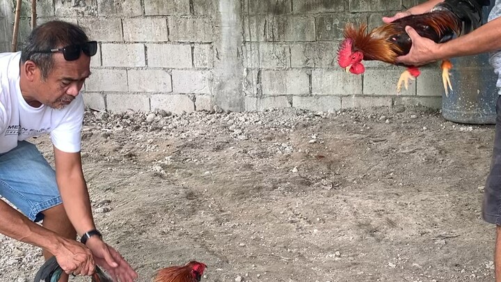 Newly harvested stags
