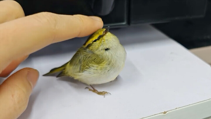 Burung kecil terbang masuk ke rumah, langsung manfaatkan kesempatan untuk mengelus kepalanya!