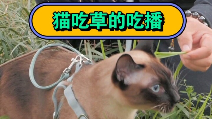 يتم تنزه القط لمدة ساعة كل يوم! قط حفر الفحم لا يزال يتباهى بأكل العشب...