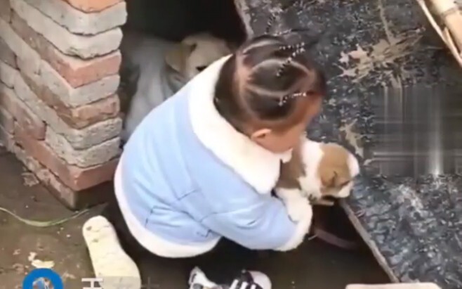 เด็กหญิงเข้าไปในกรงสุนัขจับลูกสุนัขได้อย่างง่ายดาย ส่วนแม่สุนัขได้แต่นั่งมอง