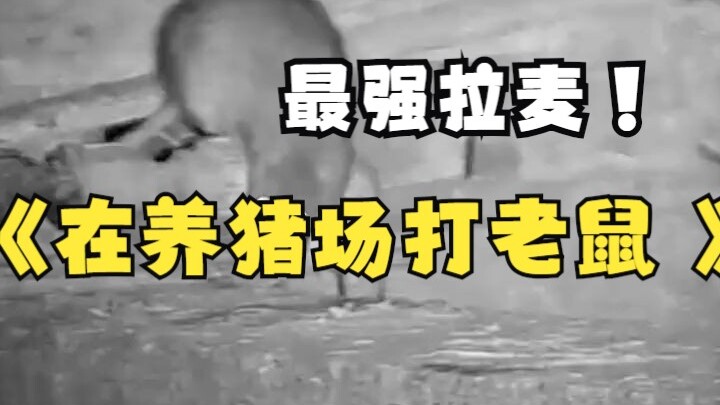 Đánh chuột trong trại nuôi lợn