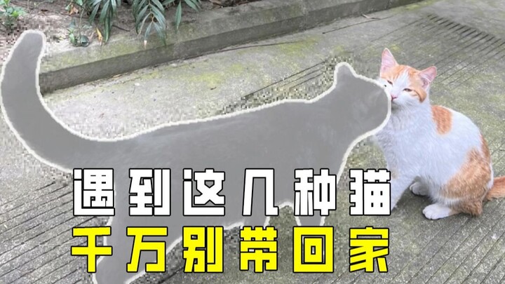 Finding these 4 types of cats is like hitting the jackpot! They bring wealth, ward off evil, and eve