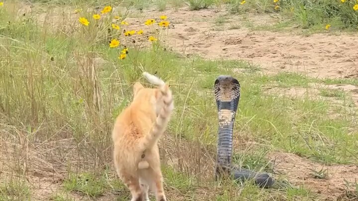 A calico cat and a cobra locked eyes in a standoff; after repeatedly missing its strikes, the cobra 
