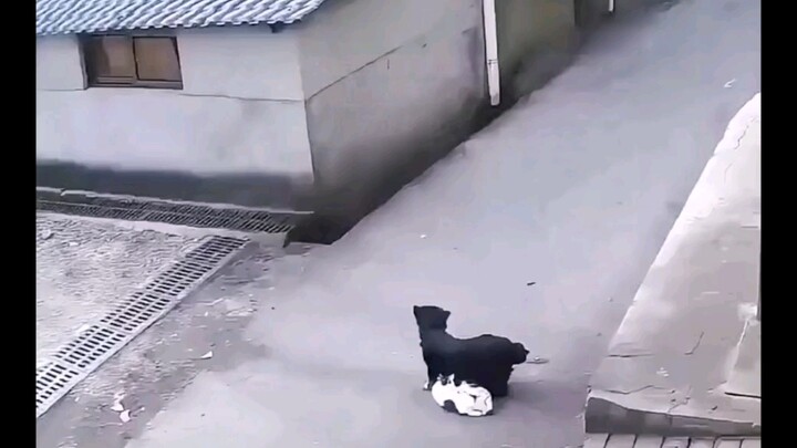 Mobil sudah mendekat, namun induk anjing sama sekali tidak menyadarinya. Anak anjing terlindas mobil
